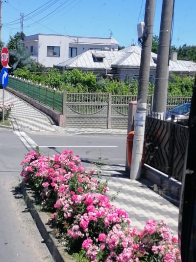 The image depicts a residential street in the city of 23 August, Romania, on a bright, clear day. In the foreground, a lush border of bright pink and magenta roses runs along the side of the road. The pavement is a checkerboard pattern of light and dark grey tiles. A gray utility pole stands prominently on the right side of the frame, adorned with various wires and a small white rectangular device. Further down the street, a green metal fence lines the property. Behind the fence, a modern white two-story house with dark-trimmed windows is visible, along with other structures with grey, gabled roofs. Traffic signs, including a red octagonal "STOP" sign and a blue sign with a white arrow indicating a right turn, are posted on the left side of the image. A dark-colored car is partially visible on the right, parked near a black metal fence. The overall scene suggests a well-maintained residential area.