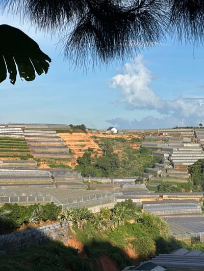 This vertical, high-angle, wide shot captures an agricultural landscape filled with greenhouses in Đa Bla, Vietnam. The scene is dominated by rows upon rows of translucent greenhouse structures, likely used for protected cultivation. They are arranged in a systematic pattern across a hillside, with some nestled amongst vegetation and others on terraced slopes. The terrain appears to be a mix of cultivated land, some with visible green crops, and reddish-brown soil.
In the foreground, the dark silhouettes of pine needles and a large, serrated leaf, possibly from a banana plant, frame the view from the left. These organic elements contrast with the man-made structures stretching into the distance. In the background, a bright blue sky with scattered white clouds suggests a clear day, and the lighting indicates it is likely daytime, possibly late morning or early afternoon. Two wind turbines are visible on a distant ridge, hinting at the rural and possibly windy nature of the location. A small white building is situated amongst the greenhouses.
The overall impression is one of extensive agricultural activity, organized and modern, set against a natural landscape. There is no visible text in the image. The scene evokes a sense of agricultural industry and perhaps the efforts to maximize food production in a specific climate.