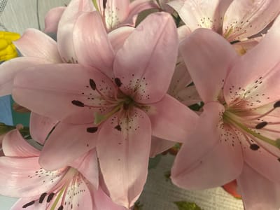 The image is a close-up, overhead shot of several pale pink lilies. The flowers are the primary focus, with their petals filling most of the frame. Some of the petals are smooth and delicate, while others have a slightly textured appearance. Dark brown speckles are visible on the inner surfaces of the petals, concentrated towards the center of each flower. The stamens and pistils are also visible, appearing as thin, pale green and dark brown structures. In the background, out of focus, is a blurry yellow object on the left and a patterned surface that might be a tablecloth or wall. The lighting suggests the photograph was taken indoors. There is no indication of the city of Bormist, Russia, or any other geographical location within the image.