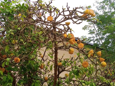 This image depicts a close-up view of a citrus tree, possibly a kumquat or calamansi, bearing numerous ripe, yellow-orange fruits. The tree has a gnarled and dense branching structure with some thorny protrusions. Green leaves are scattered throughout, some appearing lush and healthy while others are sparser. The fruits are mostly round or oval, with some showing signs of being shriveled or partially eaten. The background reveals a building with a neutral-toned wall, partially obscured by the tree's branches and foliage. To the right, a portion of another tree with dense green foliage is visible against a bright, overcast sky. The scene appears to be outdoors, in what could be a garden or yard setting. The location in Geudongalue, Indonesia, suggests a tropical or subtropical climate conducive to growing citrus fruits. There are no people or animals visible in the image.