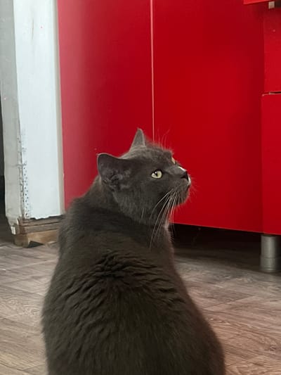 A medium shot captures a fluffy, dark gray cat from behind, with its head turned to the right, looking upwards. The cat's fur is long and appears soft. Its eyes are visible and appear yellowish-green. The cat is sitting on a wooden floor with a wood grain pattern. To the left of the cat, a white vertical structure with some imperfections is visible. Behind the cat, a large, bright red surface dominates the background, suggesting cabinets or a wall. The lighting is moderately bright, casting soft shadows. The scene appears to be indoors, possibly in a kitchen or utility room, based on the presence of cabinets and the flooring. The location is unspecified as Mezhdurechenskiy, Russia.