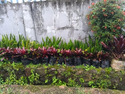 The scene depicts an outdoor garden or plant display area in Khan Boeng Keng Kang, Cambodia. A weathered, light grey concrete wall with vertical segments and darkened patches forms the background. Above the wall, a portion of a light-colored fence or railing is visible. Against the right side of the wall, a large bush with dark green leaves and numerous clusters of small red flowers grows. A continuous row of dense, vibrant green, upright, fern-like plants, approximately 0.5 meters in height, is positioned directly in front of the concrete wall. Below these green plants, a linear arrangement of approximately twelve individual plants, each featuring broad, deep reddish-purple foliage, is presented. Each of these plants is contained within a black plastic bag functioning as a pot. To the far right of this row, a significantly larger plant with similar reddish-purple leaves is housed in a rough, light-colored, cylindrical pot. Beneath these potted plants, a low retaining wall constructed from irregular, dark grey stones partially covered with moss and small green weeds is visible. The immediate foreground shows a narrow strip of ground with sparse green vegetation and exposed soil. No individuals or discernible activities are present in the image.