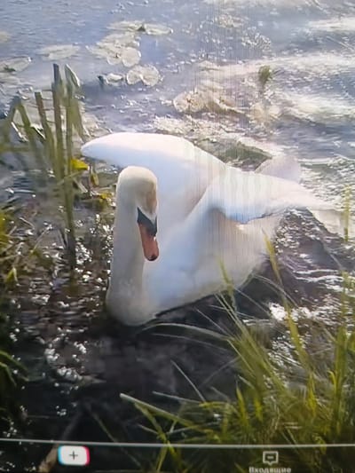 A white swan is positioned in shallow water at the edge of a body of water, its body partially submerged and its wings slightly raised. The swan's head is turned to the left, revealing its orange beak with a black tip. The swan is surrounded by aquatic vegetation and some weathered wooden posts emerge from the water to the left of the bird. The water surface is textured with ripples and reflections. In the lower section of the image, a toolbar with icons is visible, suggesting this image may be from a digital interface. The scene appears to be a natural wetland or pond environment.