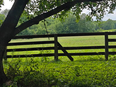 The image depicts a rural scene featuring a wooden fence, lush green foliage, and a field. A large tree trunk and branches are in the foreground on the left, partially obscuring the view. The fence is made of dark horizontal wooden planks supported by vertical posts. Beyond the fence, a neatly mowed green field stretches into the distance, bordered by a dense line of trees under a cloudy sky. The overall impression is one of a tranquil, natural setting, possibly a farm or a large property. The location is in the city of Shelbyville, United States.
