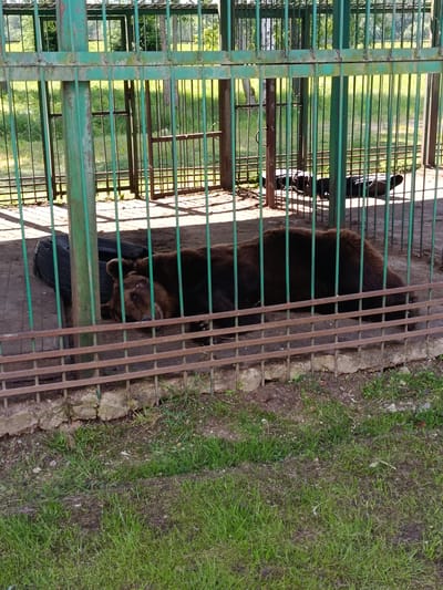 An adult brown bear is lying down inside a green metal enclosure. The bear is positioned on its side, facing towards the left of the frame, with its head resting near a black tire. The enclosure has a concrete floor and is surrounded by a chain-link fence. Beyond the enclosure, green grass and trees are visible under a bright sky, suggesting an outdoor setting, possibly a zoo or wildlife park in the vicinity of Мяжанскі сельскі Савет, Belarus.