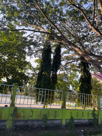 In Bukitpanjang Dua, Indonesia, a low-angle outdoor shot captures a section of a schoolyard or recreational area. The foreground is dominated by a vibrant lime green wall with a series of small, rectangular openings. Above this wall, a metal fence with a yellow and white grid pattern separates the viewer from the area beyond.

The background reveals a paved surface, possibly a basketball court, marked with white lines. Several tall, slender trees with dense green foliage stand behind the fence, interspersed with larger trees whose branches stretch across the frame, casting dappled shadows. In the distance, a building with a reddish roof is partially visible. The sky is a clear blue, suggesting a bright, sunny day. The overall impression is one of a well-maintained outdoor space, likely associated with a community or educational facility.