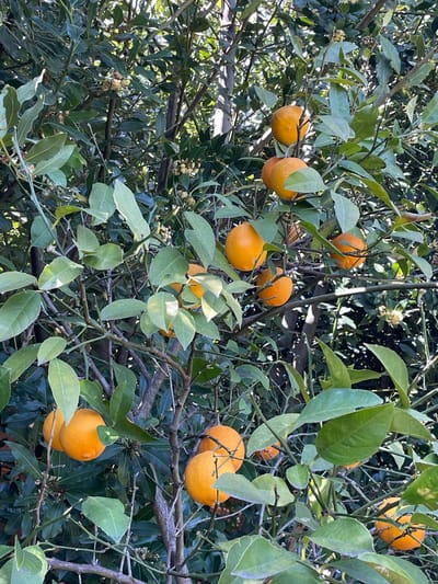 The image provides a close-up, eye-level view of a tree bearing numerous ripe, round, orange fruits among lush green foliage. The scene is set outdoors under bright, natural daylight.

The main subjects are the tree itself, its leaves, and the abundant orange fruits that strongly resemble oranges or tangerines. These fruits are scattered throughout the branches, some hanging individually and others in small clusters. The foliage displays a mix of leaf types: darker, more elongated, glossy green leaves are prominent, interspersed with lighter green, somewhat rounder leaves that are directly attached to the fruit-bearing branches. This suggests the presence of either two different plant species growing closely together (such as a citrus tree and a laurel, which has similar dark leaves) or variations within the citrus tree's own growth.

Small clusters of light, yellowish-white flowers or buds are visible on some of the branches, particularly among the darker foliage, indicating a period of blooming. Sunlight filters through the dense canopy, creating dappled light and shadow across the leaves and fruits, suggesting a clear and bright day. The image captures a moment of natural abundance and growth.

The setting is an outdoor, arboreal environment, likely a garden or orchard in Psakhara, Abkhazia. There is no human activity depicted, nor is any text visible in the frame.