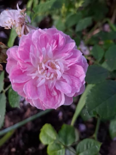 A pink rose is in full bloom, its petals tightly packed and layered, filling the center of the frame. The rose is situated outdoors, with green foliage and dark soil visible in the background. To the left of the main rose, a lighter pink, partially withered rose is visible. The lighting suggests it is daytime, possibly morning or late afternoon. There are no people or animals in the image. The scene is a close-up shot of a rose bush in a garden or natural setting. The location is specified as Grigorovo, Russia.