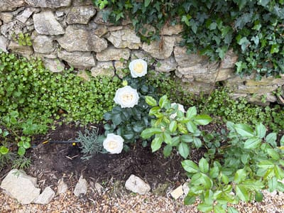 A ground-level shot shows a flower bed in Saint-Victor-la-Coste, France. A rough, dry-stacked stone wall runs across the top of the image, partially covered in ivy. Below the wall, three white roses grow in the flower bed. To the left, a ground cover plant with small green leaves spreads along the wall and over the edge of the bed. The bed itself consists of dark soil, some scattered pebbles, and other green plants, including a small lavender plant. A black irrigation line is visible in the soil. To the right, a rose bush with multiple green leaves fills the lower-right corner of the frame. The bed is bordered by a layer of small, tan pebbles.