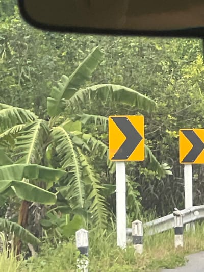 The image is a close-up shot taken from inside a vehicle, looking out at a lush, green natural environment, likely in Ban Tung Ma Prang, Thailand. The primary subjects are two yellow directional warning signs with black chevrons. The top sign points to the right, and the bottom sign points to the left, indicating curves or changes in the road ahead. These signs are mounted on white posts, which are part of a metallic barrier.

The foreground is dominated by the large, green leaves of banana trees, which are abundant and fill much of the frame. The leaves are broad and textured, with some appearing crumpled. The background consists of dense foliage, suggesting a tropical or subtropical setting. The lighting suggests it is daytime, possibly overcast or early morning/late afternoon, as there are no harsh shadows. The overall impression is one of a natural, somewhat overgrown roadside. No people are visible in the image. There is no discernible text on the signs other than the directional chevrons.