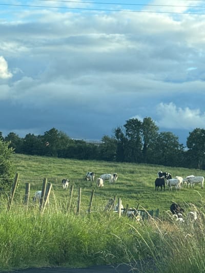 The image depicts a pastoral landscape with a herd of cows grazing in a green field under a cloudy sky. The foreground is dominated by tall, green grass and a wooden fence. In the midground, several cows, predominantly black and white, are scattered across the field, some standing and others grazing. A line of trees forms a backdrop to the field, with a glimpse of industrial structures in the distance. The overall impression is one of rural tranquility. The image was captured in the vicinity of Craigavon, United Kingdom.