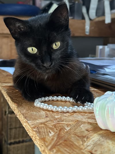 A close-up, eye-level shot features a black cat looking directly at the camera. The image's orientation places the cat's head on the left, with its body extending to the right, implying the cat is on a surface looking upwards, or the image has been rotated. The cat possesses sleek, short black fur and piercing bright green-yellow eyes with narrow, vertical pupils. Prominent white whiskers fan out from its muzzle.
One of the cat's front paws, with several sharp claws visibly extended, is firmly gripping a long string of white, iridescent faux pearls. The pearls cascade downwards from the cat's grasp. The cat and the pearls are positioned on a surface composed of light-colored oriented strand board (OSB), identifiable by its distinct, textured pattern of pressed wood flakes. In the upper right of the frame, above the pearls, rests a soft, white object with an iridescent sheen, possibly made of fabric or plastic, which appears to be the anchor or origin point for the string of pearls.
The background is softly blurred, revealing indistinct shapes and structures typical of an indoor environment, such as shelves or household furniture. The lighting is soft and even, suggesting daytime conditions. The cat's direct gaze and interaction with the pearls convey a sense of curiosity and playfulness. There is no visible text in the image.