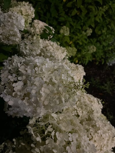 In the city of Somerville, United States of America, a close-up, eye-level shot captures a cluster of white hydrangeas. The flowers, with their delicate petals, appear damp, suggesting recent rain or dew. They are densely packed, forming a full, round bloom that dominates the foreground. In the background, lush green foliage provides a stark contrast to the bright white flowers. The lighting is dim, creating a moody atmosphere, possibly indicating a twilight or nighttime setting. The focus is sharp on the hydrangeas, with the background softly blurred. The scene appears to be a garden or a landscaped area. There are no people or animals visible in the image.