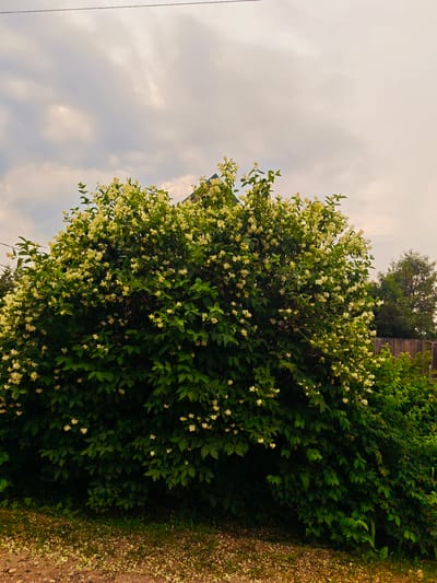 A large, full bush with dark green leaves and clusters of small, white flowers dominates the center of the frame. The bush is situated in an outdoor setting, with a wooden fence visible to the right and trees in the background. The ground in front of the bush is covered with dirt and scattered white petals. The sky above is overcast with soft clouds. The location is identified as Ilyinskoye, Russia. There are no people or animals present in the image.