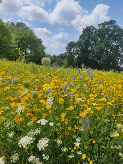This image depicts a vibrant wildflower meadow with a dense field of yellow daisies and interspersed purple wildflowers. In the foreground, several large white Queen Anne's Lace flowers are prominent, along with smaller white and yellow blossoms. The meadow extends towards a line of lush green trees under a partly cloudy blue sky. The scene appears to be a naturalistic setting, possibly a park or a conservation area within or near the city of Isselburg, Germany, given the prevalence of native flora and the presence of mature deciduous trees. There are no people, animals, or man-made structures visible in the frame. The lighting suggests it is daytime, with the sun illuminating the flowers and foliage.