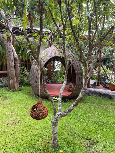 The image captures a serene outdoor seating area in Mae Rim, Thailand. A large, circular, woven hanging chair, large enough for one person, with a red cushion inside, is suspended from a tree. To the left of the hanging chair, a tree trunk with rough bark stands tall. In the foreground, a smaller, intricately carved, brown decorative item hangs from the branches of a young tree, also with rough bark. Another similar decorative item hangs from the large hanging chair. The area is covered in lush green grass, with a backdrop of tropical plants and trees. A wooden structure with a dark roof is visible behind the hanging chair. The overall scene suggests a peaceful and inviting outdoor space.