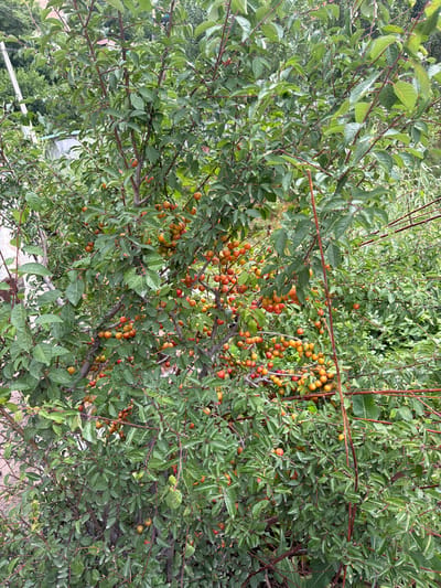 The image shows a close-up view of a tree laden with ripe, small, reddish-orange fruits, likely plums or cherries. The tree is densely packed with green leaves and branches, with the fruits clustered in abundance. The lighting suggests an outdoor setting, possibly a garden or orchard. The background is blurred, showing more greenery and hints of structures, suggesting an inhabited area. The fruits appear to be in various stages of ripeness, with some showing a more intense red hue and others a lighter orange or yellow. The scene is dominated by the natural elements of the tree and its produce. The location in Khumsan, Uzbekistan, suggests a temperate or arid climate suitable for fruit cultivation.