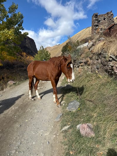 A chestnut horse stands prominently on a gravel path in Kvemo Okrokana, Georgia, under a bright blue sky with scattered white clouds. The horse, facing right with its head slightly lowered, exhibits a white blaze on its face and white socks on all four legs. Its mane appears thick and somewhat unruly. To the immediate right of the path, a steep embankment is covered in dry grass and sparse shrubbery, with several rocks visible. Further right and elevated, an ancient, dilapidated stone tower structure stands on a hillside, partially obscured by rock retaining walls and sparse vegetation. In the background, rolling mountains with dry, golden-brown vegetation ascend under the sun. To the left of the path, a sheer rock face rises, flanked by trees displaying vibrant autumn foliage, primarily yellow and green. Strong sunlight casts distinct shadows of the horse and foliage onto the path. No human figures are present.