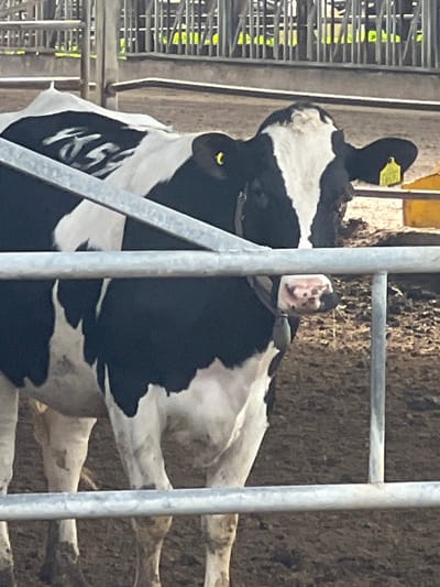 A black and white cow stands inside a metal-fenced enclosure. The cow is facing forward, but its head is turned slightly to the left. It has two ear tags, one yellow in its left ear and another faded in its right. The cow's black spots have some white markings on them. It is inside a stall with a dirt floor visible in the background.