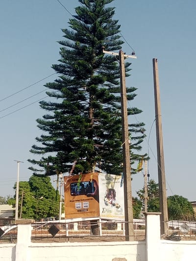 The image depicts a tall evergreen tree standing beside two concrete utility poles. Electrical wires run along the poles and through the tree's upper branches. Two promotional banners are displayed around the tree's base, advertising 'latest Nollywood hits' and a 20th-anniversary event for a foundation. The area is enclosed by a low, decorative fence with a white and brown color scheme. More greenery can be seen in the background beneath a clear blue sky.