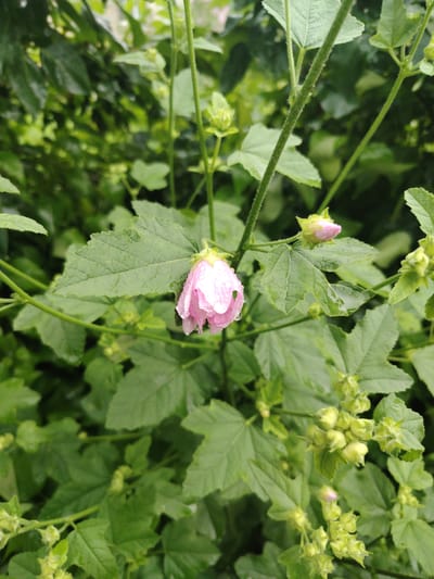 This is a close-up, outdoor, eye-level shot of a pale pink flower with water droplets on its petals, surrounded by lush green foliage. The flower is in focus and slightly droops from its stem. Several buds and clusters of unopened buds are visible throughout the image, some appearing fuzzy. The background consists of dense green leaves, suggesting a garden or natural environment. The lighting is soft and diffused, possibly indicating an overcast day. There are no people or human-made objects in the frame. The scene appears to be within the city of Буланаш, Russia.