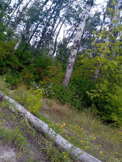 The image depicts an outdoor scene in Kluhyno-Bashkyrivka, Ukraine. In the foreground, a weathered, light-colored log lies diagonally across a grassy slope dotted with small yellow wildflowers. The slope is covered in various green plants and grasses, with some dry, brown vegetation interspersed. Behind the log, a dense forest rises up a hillside. The trees are a mix of species, with prominent pale barked trees (likely birch) with dark markings on their trunks, interspersed with trees bearing lush green foliage. Some trees also show hints of reddish-brown leaves, suggesting a transition towards autumn. The forest canopy is thick, allowing only dappled light to filter through to the undergrowth. The sky is overcast and appears pale. The overall impression is a natural, untamed landscape with a slightly wild, overgrown feel.