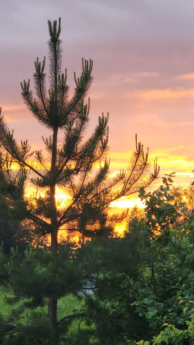 The image shows a view in Бельково (раменский Р-н), Russia at sunset. A pine tree is silhouetted against a vivid sunset sky, with colors ranging from yellow and orange to pink and gray. Other trees with green leaves are visible on the right side of the frame, partially obscuring the sunset. The lighting suggests the sun is behind the pine tree.