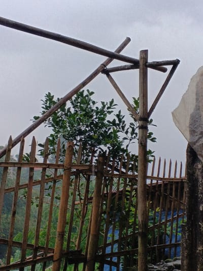 The image captures an outdoor scene in Welaluhu, East Timor, characterized by rustic bamboo constructions under an overcast sky. In the foreground, a bamboo fence with pointed vertical slats extends horizontally across the frame, providing a boundary. Behind this fence, a small, leafy green tree or bush is visible, its foliage vibrant against the muted background.

Above the fence and tree, an elaborate overhead frame made from bamboo poles is prominent. Multiple bamboo poles are lashed together to form a supportive structure, with one thick vertical pole serving as a central support for a network of angled and horizontal beams, creating a trellis-like arrangement. To the far right, a large, irregularly shaped, light-colored object, possibly a rock formation or part of a concrete wall, partially obscures the background.

The sky is a uniform, pale grey, indicating an overcast or cloudy day. No specific human activity is taking place, and no people are visible. The setting appears natural and rural, suggesting a garden or agricultural area. No visible text is present in the image.