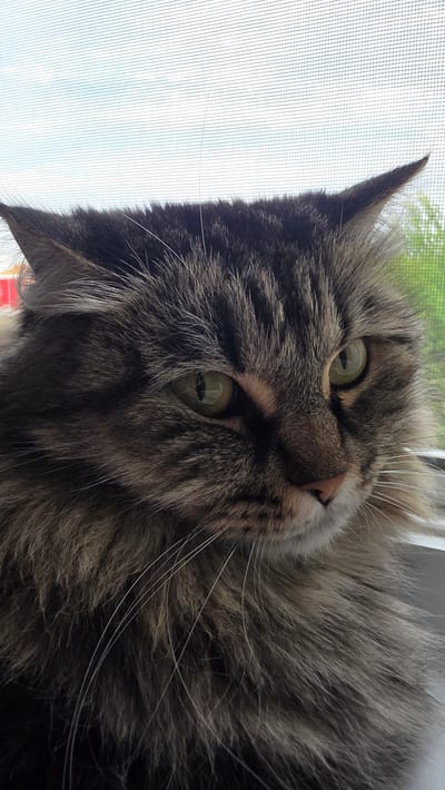 A fluffy, long-haired tabby cat with green eyes is shown in a close-up shot, looking to the right. The cat is positioned in front of a window with a screen. The background outside the window shows a blurred view of green foliage and a light blue sky with some cloud cover. The cat has prominent white whiskers that extend outwards. The lighting suggests it is daytime, likely with natural light coming through the window. There is no indication of the city of Priozernyy, Russia, in the image.