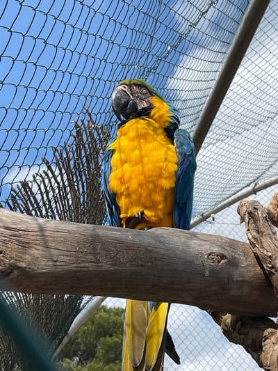 A blue-and-yellow macaw (Ara ararauna) is depicted resting within an aviary in Sant Llorenç des Cardassar, Spain. The bird, positioned in the mid-ground, displays vibrant yellow plumage on its chest and belly, contrasting with dark blue feathers on its wings and back. Its head is tilted backward and slightly to its right (viewer's left), with eyes appearing closed, indicating a state of repose. A dark, prominent beak is visible. The macaw is perched on a thick, weathered, horizontal wooden branch that extends across the lower half of the frame. One visible foot grips the branch. The background reveals a metallic mesh enclosure, characteristic of an aviary or large cage. Beyond the mesh, a bright blue sky with scattered white clouds is visible. To the left, a secondary barrier composed of interwoven natural reeds or sticks is discernible, with hints of green foliage beyond it. A metal support structure for the enclosure is present in the upper right. No other animate subjects are present in the scene.