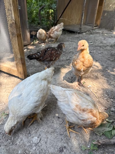 A group of chickens are gathered on a patch of dry, dusty ground, possibly in a yard or enclosure. In the foreground, two white chickens with some light brown markings peck at the ground. To the right, a light brown chicken stands alert, facing the camera. Further back, a smaller chicken with mottled brown and white feathers pecks at the ground, and behind it, another chicken with light brown and white plumage is visible. The environment appears to be outdoors, with some greenery and a wooden structure with mesh in the background. The scene suggests a rural or semi-rural setting.