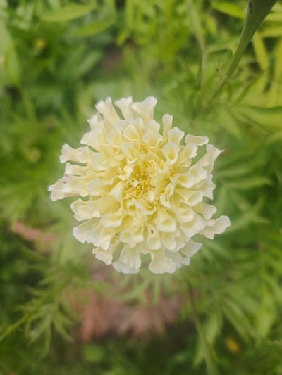 This is a close-up, overhead shot of a single, light yellow marigold flower. The flower's petals are densely packed and ruffled, creating a textured, spherical bloom. The center of the flower is a lighter, more concentrated yellow, with visible stamen. The background is a soft, blurry green, indicating foliage. The overall lighting appears natural, suggesting it was taken outdoors during the daytime. There are no people, text, or specific location cues within the image itself, beyond the general impression of a garden or natural setting. The focus is solely on the intricate details of the flower.