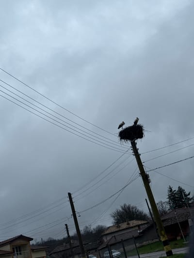 The image shows a low-angle view of two storks in a large nest atop a utility pole. The power lines radiate from the pole. A gray, overcast sky fills the background. Adjacent to the pole are buildings typical of the rural setting in Ushintsi, Bulgaria.