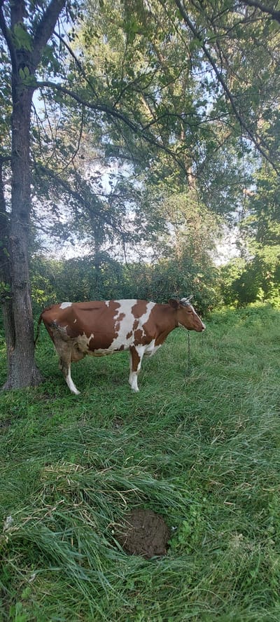 A brown and white cow is lying in a grassy field, next to a tree. The cow is facing towards the right of the image, with its head tilted up. There is a pile of dung in the grass to the right of the cow. The background is filled with green trees and foliage, with a hint of blue sky visible through the leaves. The scene appears to be set outdoors in a rural area. The lighting suggests it is daytime, likely midday or early afternoon, with the sun casting dappled light through the trees. The overall mood is peaceful and natural. There is no visible text in the image.