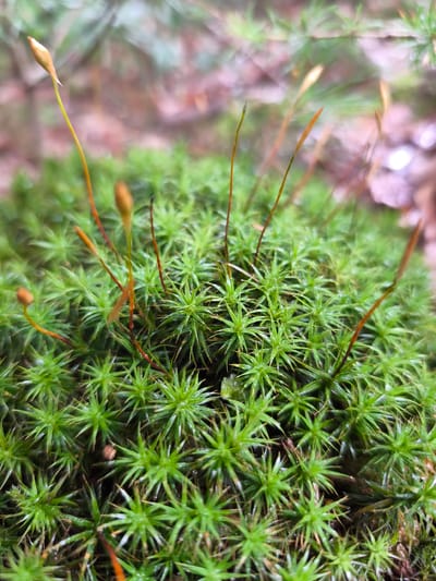 The image displays a close-up view of a patch of vibrant green moss, likely found in a natural setting. The moss has a star-shaped, spiky appearance with numerous small, pointed leaves. Growing from the moss are several delicate, thin stalks, each topped with a small, brownish-orange capsule or spore case. These stalks vary in height and are scattered across the mossy surface. The background is blurred, suggesting a shallow depth of field, and consists of muted earthy tones, indicating a forest floor or similar environment. The overall impression is one of natural, organic growth. Without further information or context, it is impossible to determine the specific location in the city of Choceň, Czechia.