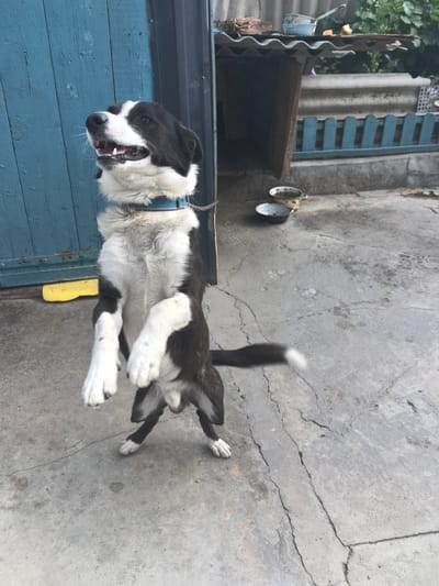 An adult black and white dog stands on its hind legs in front of a weathered blue wooden door. The dog is facing left, with its mouth open and its tongue visible. It wears a blue collar and a metal chain is attached to it. The dog's front paws are raised in the air, and its hind legs are bent. The ground is made of cracked concrete, with some debris visible. In the background, there is a dilapidated dog house with a corrugated metal roof and a blue wooden fence. Two metal bowls are placed on the ground near the dog house. The overall environment appears to be an outdoor, possibly rural, setting in Qarabulaq, Kazakhstan, characterized by its weathered structures and utilitarian design.