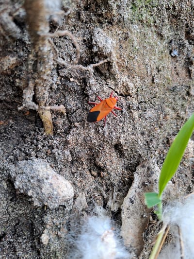 A close-up, top-down shot shows an orange and black insect on rough, gray-brown soil. The insect, roughly thumbnail-sized, is positioned on its back, with its head towards the top left of the frame. Its body is predominantly bright orange, with a black triangular marking on its abdomen. Its legs are thin and red. The soil is textured with small pebbles and some lighter-colored debris. To the left of the insect, there are some dry, fibrous plant materials and a rough-textured, lighter-colored rock. To the right of the insect, a bright green blade of grass is visible, partially obscuring the soil. In the foreground, bottom center, there is a cluster of fluffy, white material. The overall impression is a macro photograph of an insect in its natural, outdoor environment. The scene is not identifiable as being in Geulanggang Baro, Indonesia.