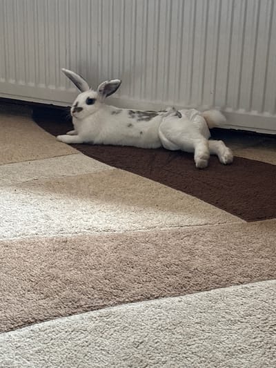 A white rabbit with black markings is lying on its side on a carpet. The rabbit is facing to the left and its ears are perked up. The carpet is a light brown and beige color and has a striped pattern. In the background, a white radiator can be seen. The scene appears to be indoors, likely in a residential setting. There is no information available about the city of Zabardo, Bulgaria in this image.
