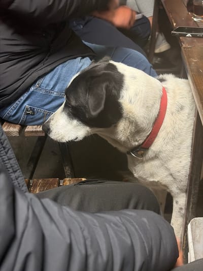 A medium-sized, white and black dog with a red collar is resting its head on the lap of a person wearing blue jeans. A second person, wearing black pants and a black jacket, is also in the frame. The subjects are positioned beneath what appears to be a wooden table or structure. The image seems to have been taken from an overhead perspective. The location is Brusen, Bulgaria.