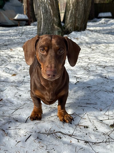 A smooth-haired chocolate brown Dachshund dog, featuring tan markings on its lower chest and legs, stands squarely facing the viewer in a snowy outdoor setting, located in the city of Zelenogradskiy, Russia. The dog possesses dark brown eyes, a dark brown nose, and characteristic flapped ears. Its dark claws are visible on its paws. The ground beneath the dog is covered with a thin, patchy layer of white snow, interspersed with numerous dark twigs and pine needles. In the midground, directly behind the dog, two large trees with light-colored bark rise prominently. To the far left background, a light-colored structure, potentially a tent or tarp, is partially visible, accompanied by a small, snow-capped mound resting on a low, dark-colored object resembling a wooden table or stool. The scene is brightly illuminated by sunlight, evidenced by distinct shadows cast on the snow.