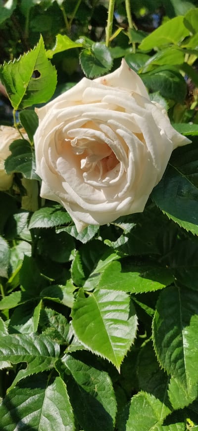 A close-up shot focuses on a delicate, creamy white rose with layered petals, its center slightly recessed and tinged with a soft peachy hue. The rose is framed by lush, dark green leaves that are deeply veined and have serrated edges. Sunlight dapples the scene, casting shadows and highlighting the glossy texture of the foliage. The image appears to have been taken outdoors, likely in a garden setting. There are no people or animals visible in the frame. The scene suggests a serene and natural environment.