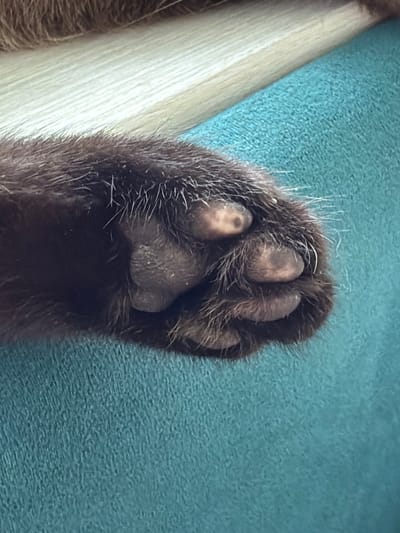 The image is a close-up shot of a dark-furred cat's paw resting on a teal-colored textured surface. The paw pads are visible, and some have darker markings. Fine white hairs are interspersed with the darker fur. The surface appears to be fabric, possibly upholstery. No specific location within Старые Туймазы, Russia, can be determined from the image.