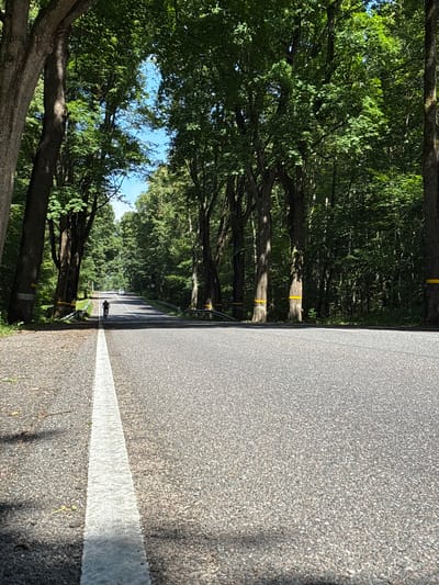 An asphalt road lined with tall trees on either side stretches into the distance. The trees have thick trunks and dense green foliage, creating a canopy over the road. Yellow bands are wrapped around the lower portion of some of the trees. A white line is painted down the center of the road. In the middle ground, a lone cyclist is riding away from the camera. Further down the road, a white car is visible. The sky above is blue with scattered clouds. The scene appears to be a rural or park-like setting within the city of Ladushkin, Russia.