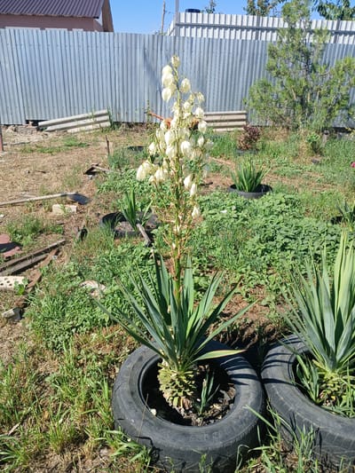 This image depicts an outdoor scene in a backyard, possibly located in the city of Olginskaya, Russia, given the context of the prompt. In the foreground, a Yucca plant with tall white flowers is prominently featured, growing within a repurposed tire. To its right, another Yucca plant is visible, also planted in a tire. The ground is covered with dry grass and green weeds, interspersed with debris such as wooden planks and bricks. In the background, a corrugated metal fence runs horizontally, with a building and some trees visible beyond it. The sky is clear and blue. The overall impression is of a somewhat neglected but functional outdoor space.