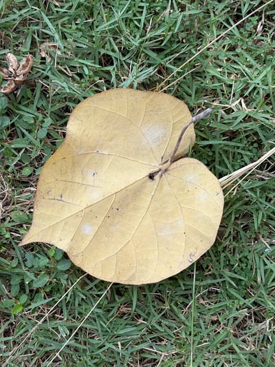 A single, large, yellowed leaf rests on a patch of green grass. The leaf is heart-shaped and exhibits prominent venation. A thin, dry twig protrudes from the stem of the leaf, curving over its surface. To the left of the leaf, a dried, broken seed pod is visible amongst the grass. The environment is an outdoor setting with lush green grass and scattered dry blades of grass. The image does not provide any information about the city of Pasi Peukan Baro, Indonesia, or any people or actions occurring within the scene.