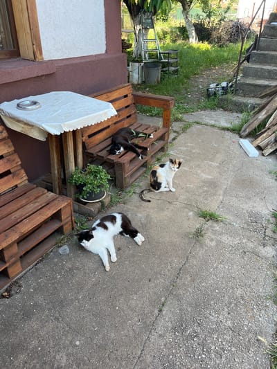 The image depicts an outdoor domestic scene in the city of Drugan, Bulgaria, under daylight conditions. Three felines are present on a concrete patio.

On the left foreground, a black and white cat is lying prone on its side on the concrete surface, facing towards the right with its eyes partially closed. To its right, in the midground, a calico cat with white, black, and orange patches is seated upright on the concrete, looking towards the right with its eyes partially closed and its tail curled around its body.

To the left of the scene, a wooden bench, constructed from repurposed pallets, stands next to a wooden table, also made from pallets. The table is covered with a white tablecloth featuring a scalloped edge and a subtle patterned border. An aluminum ashtray rests centrally on the tablecloth. To the right of the table, a second wooden bench, identical in construction, is positioned. A third cat, black and white, is lying on its side on this right bench, appearing to be asleep. A potted plant with green foliage is placed on the ground beneath this bench.

Behind the furniture, a section of a building's exterior wall is visible; its lower portion is a dark reddish-brown, while the upper section is white with a textured finish. A wooden window frame with closed shutters is visible on the wall to the left.

The concrete patio surface exhibits cracks and scattered small patches of green vegetation. In the background, to the right, a set of concrete steps with a metal railing ascends. Adjacent to the steps, a pile of assorted wooden planks and branches is stacked. Further back, a grassy area with trees is visible. A silver A-frame ladder leans against a tree on the left side of the grassy area, near a metal bucket and a black multi-tiered plastic shelf unit. A black crate containing various objects is situated on the ground near the base of the concrete steps. No people are visible in the scene.