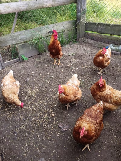 The image depicts a rustic outdoor enclosure, likely a chicken coop, located in the village of Стрэшынскі сельскі Савет, Belarus. The ground is covered with dirt, straw, and scattered grains, indicating a feeding area for poultry. A weathered wooden fence and a chain-link fence form the boundaries of the enclosure, with overgrown grass and vegetation visible beyond.
The main subjects are a group of chickens and one rooster. The rooster, with its distinctive red comb and iridescent brown and gold plumage, stands prominently in the center-left of the frame. Several hens, varying in shades of brown and tan, are dispersed throughout the scene. One hen in the foreground is captured from a top-down perspective, showcasing its brown and white patterned feathers. Another hen on the left is bending down, appearing to peck at the ground. The chickens exhibit natural behaviors, with some standing alert and others foraging.
In the background, a plastic bottle is partially visible near the fence, suggesting it might be a water dispenser or discarded item. The overall atmosphere is one of rural simplicity and agricultural activity.