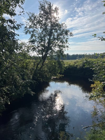 The image shows a tranquil river flowing through a lush, green landscape, likely in or near Hämeenlinna, Finland. The sun is shining brightly, casting a shimmering reflection on the water's surface and dappling the surrounding foliage. The riverbanks are densely covered with trees and bushes, with branches reaching out over the water. In the background, a field of tall grass is visible, leading to a line of coniferous trees. The sky above is a clear blue, adorned with wispy white clouds. The overall atmosphere is serene and natural, suggesting a peaceful natural setting.