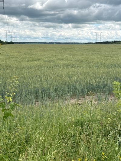 The image shows a vast agricultural field in Steksovo, Russia, likely a wheat or barley field given its green, upright stalks. The field stretches to the horizon, meeting a treeline in the distance. Above the field, a dramatic sky is filled with heavy, dark clouds. In the far distance, several tall, lattice-like electricity pylons are visible, indicating the presence of power infrastructure. The foreground is populated by a variety of wild grasses and some flowering plants, with a leafy green plant on the left side of the frame. The overall impression is one of a rural landscape under a cloudy, possibly stormy, sky. There are no people or animals visible in the image.