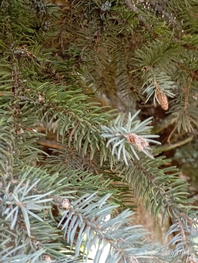 The image shows a close-up view of fir tree branches. The needles are green and blue-green, with some small cones visible. The branches are dense and overlapping, creating a textured background. The lighting is natural, suggesting an outdoor setting. A date stamp "21.06.2026 17:18" is visible in the lower right corner, indicating the image was taken on June 21, 2026, at 5:18 PM. The image does not depict any people, actions, or interactions. The location of Урыцкі сельскі Савет, Belarus, is not visually represented in the image itself, and therefore cannot be confirmed or described from the visual content alone.